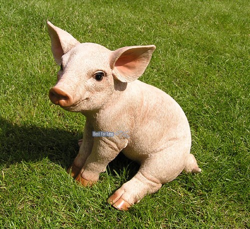 Schweinchen schwein sau ferkel - schweinchen,